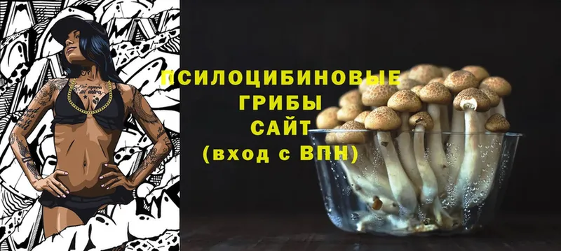 где купить наркотик  Крымск  Галлюциногенные грибы Psilocybine cubensis 